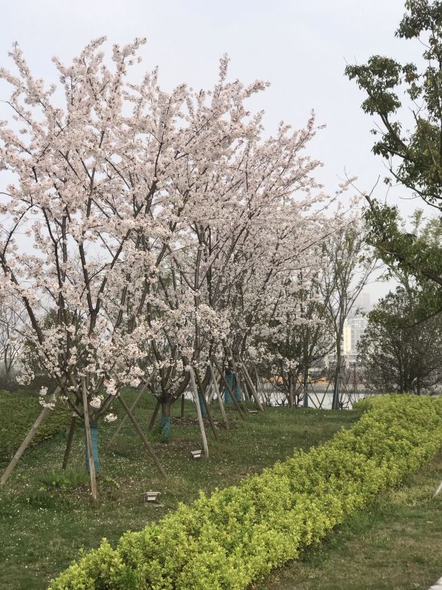 凹子底森林公园