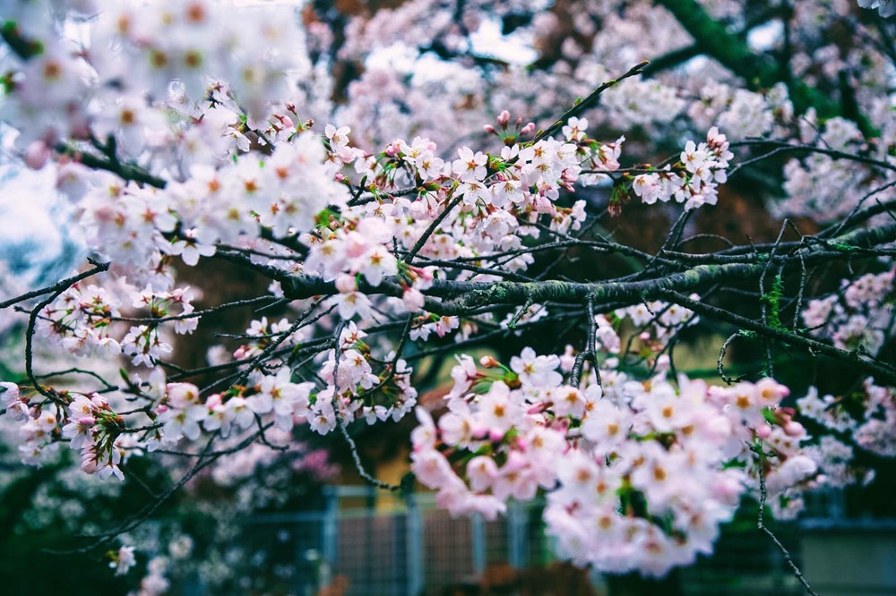 霓虹国的樱雨季 - 大阪游记攻略