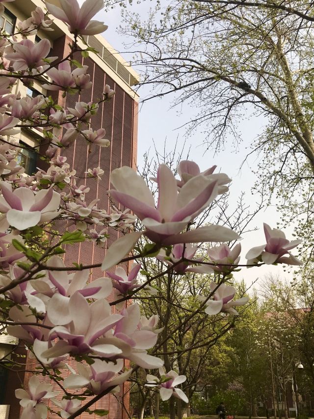 北京大学医学部中心花园