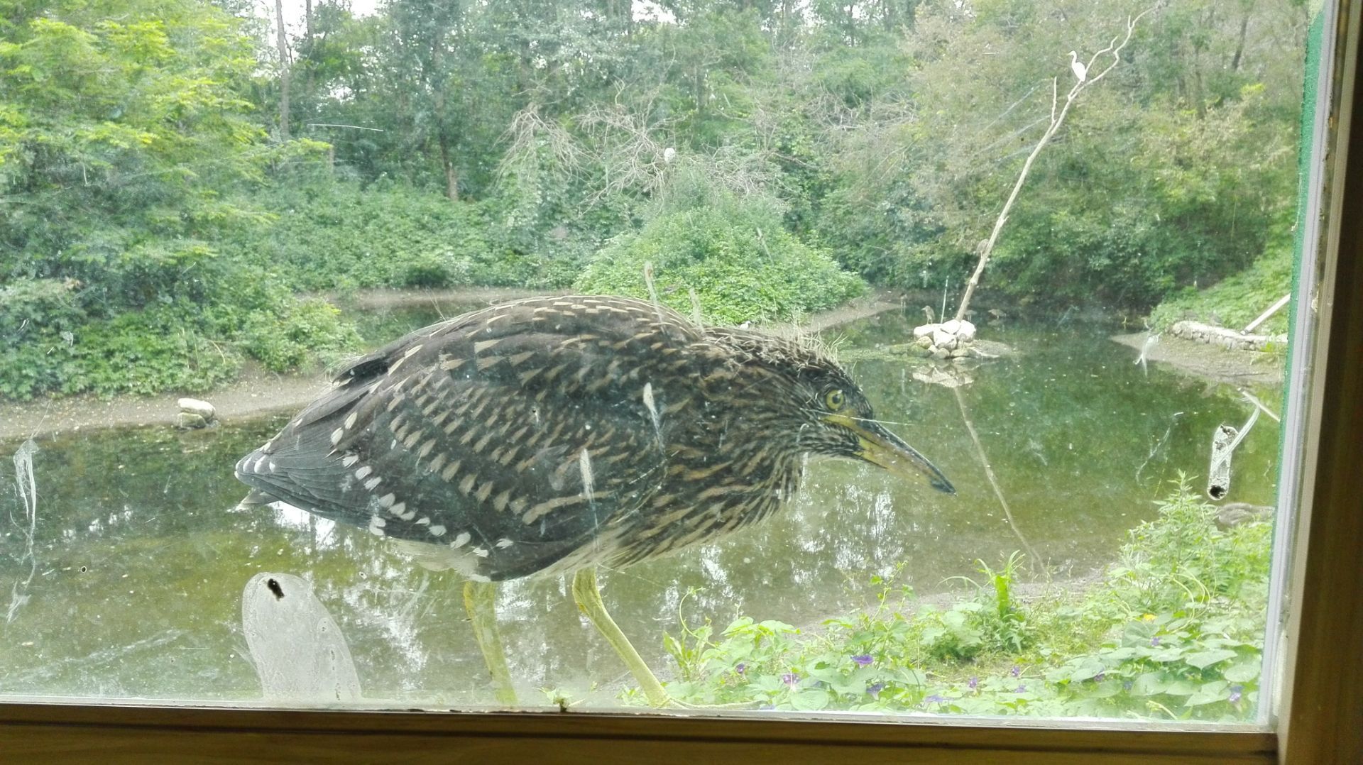 鸟乐园