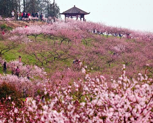 醴陵清水江桃花