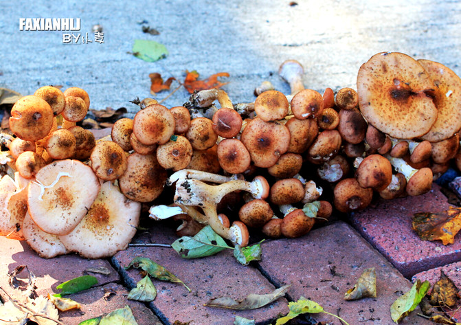 蘑菇要几天才可以种出来 100509000000422ey7955_C_671_10000_Q90.jpg