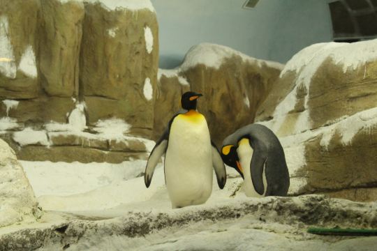 摄于台北动物园——企鹅,比海生馆的小企鹅大很多