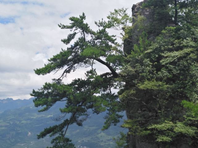 恩施迎客松攻略,恩施迎客松門票/遊玩攻略/地址/圖片/門票價格【攜程