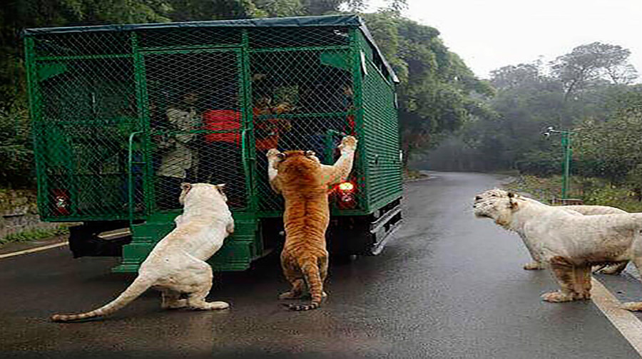 动物投食车