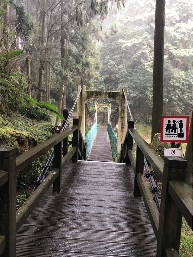 阿里山乡巨木群栈道攻略,阿里山乡巨木群栈道门票/游玩攻略/地址/图片