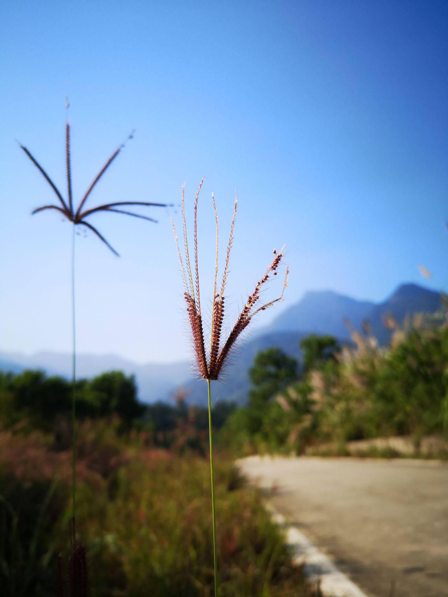 黎母山森林公园