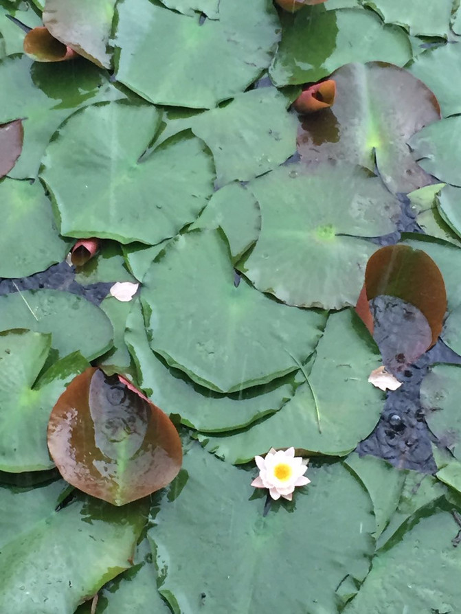 昆明休闲两日游-翠湖\/捞鱼河公园 - 昆明游记攻