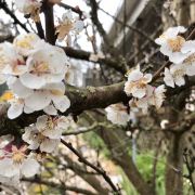 西雅图久保田花园攻略 久保田花园门票价格多少钱 团购票价预定优惠 景点地址图片 携程攻略