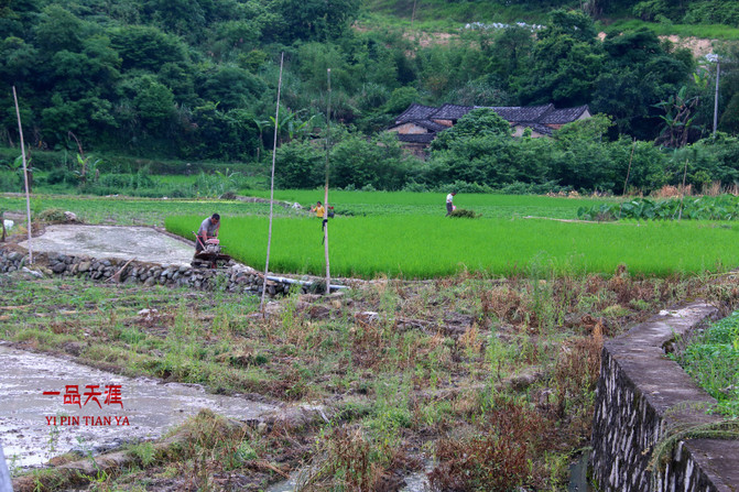 荏畲村