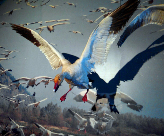 走马观花加拿大4---野生动物保护区