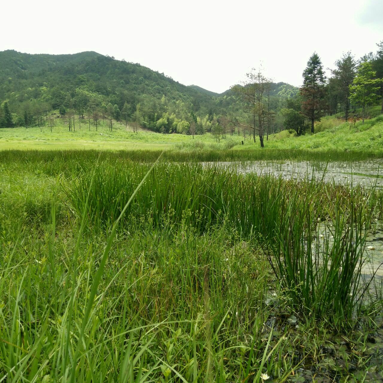 仙山牧场