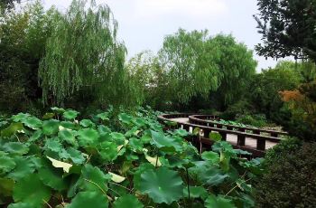 荷花池卖婚纱的地方_荷花池简笔画