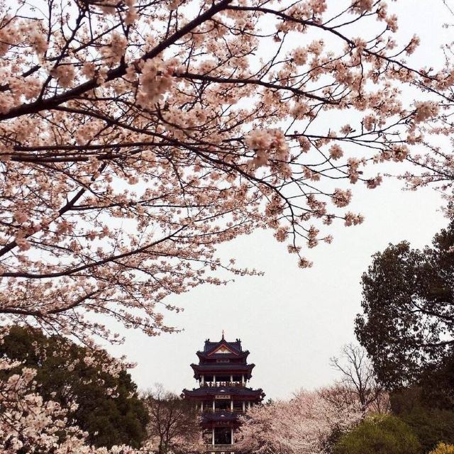 中日樱花友谊林