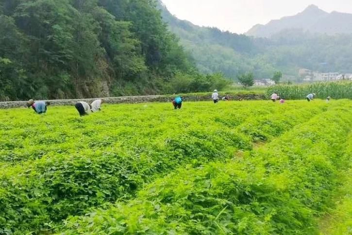 竹溪县楚之源绞股蓝种植专业合作...