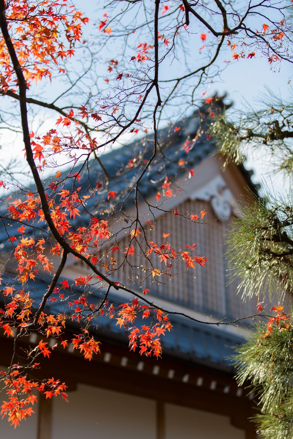 京都大觉寺 天龙寺 岚山 仁和寺 龙安寺一日游 金秋枫季 京都站直发嵯峨岚山深度游 线路推荐 携程玩乐