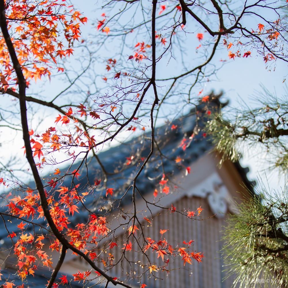 京都大觉寺 天龙寺 岚山 仁和寺 龙安寺一日游 金秋枫季 京都站直发嵯峨岚山深度游 线路推荐 携程玩乐 京都大觉寺 天龙寺 岚山 仁和寺 龙安寺一日游 金秋枫季 京都站直发嵯峨岚山深度游 线路推荐 携程玩乐