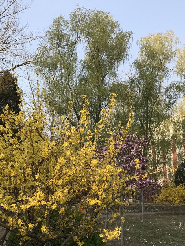 北京大学医学部中心花园