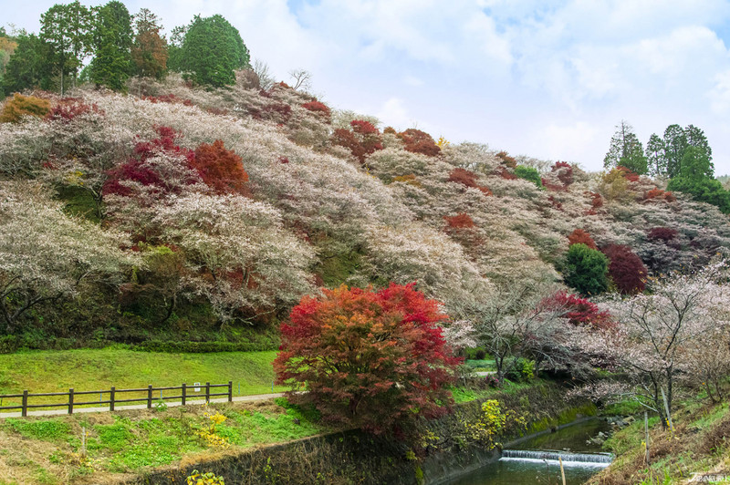 日本中部秋季旅游 谁说丰田只有汽车 红叶名所香岚溪与四季樱 热点新闻网