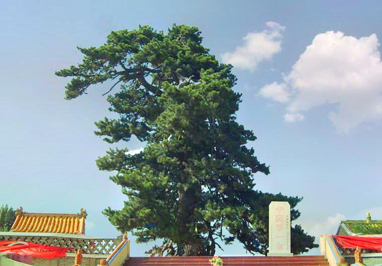 油松王旅游区
