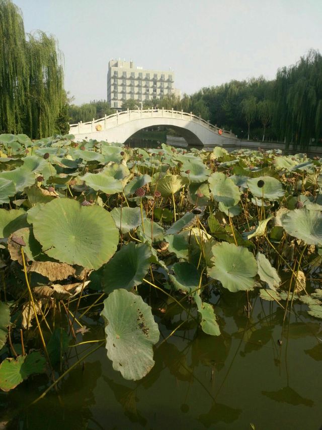 【攜程攻略】天津寧河方舟公園好玩嗎,寧河方舟公園景點怎麼樣_點評