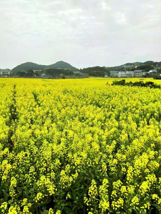 坪盘村油菜花