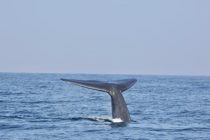 2017 斯里兰卡游记