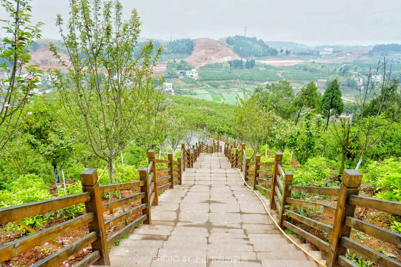 花田广兴宝塔浪漫樱花园