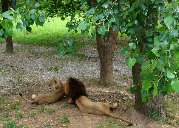 上海野生动物园-非洲狮区