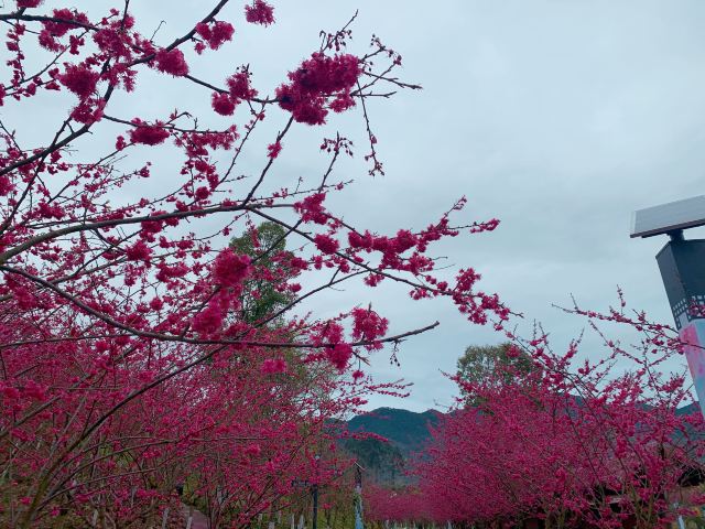 重庆垫江樱花图片