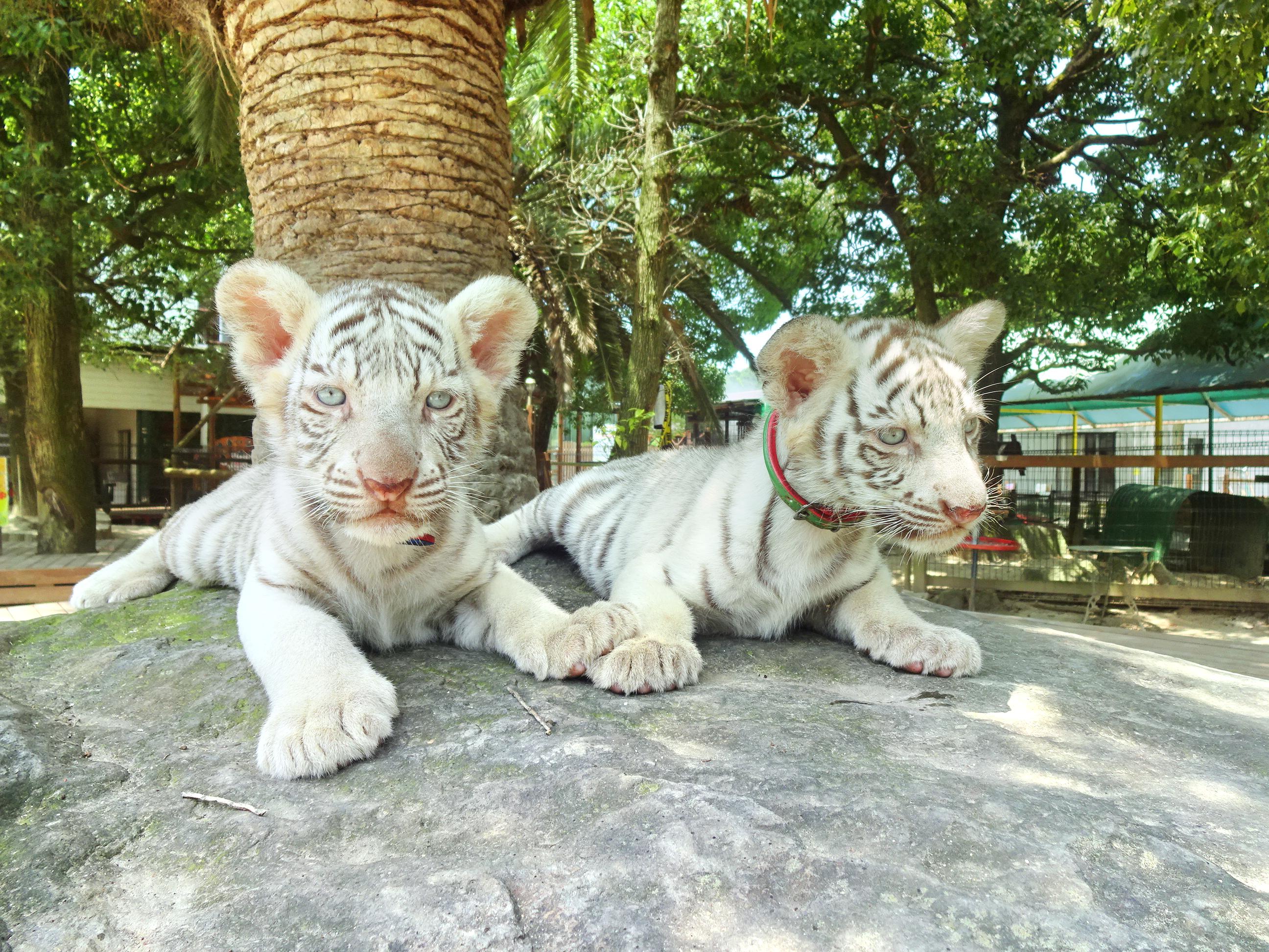 しろとり動物園 クーポン 入場料 動物用おやつ Trip Com