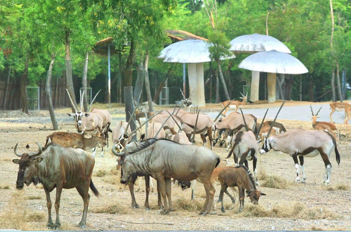 泰国曼谷野生动物世界 Safari World