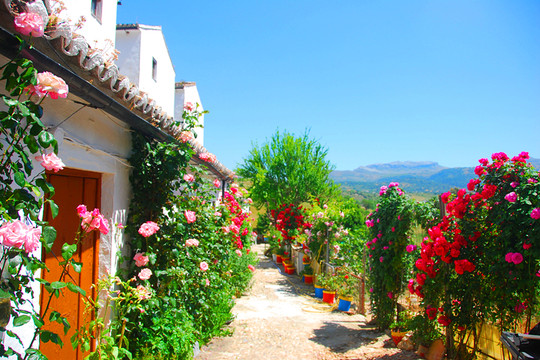 非常喜欢这家的玫瑰小花园