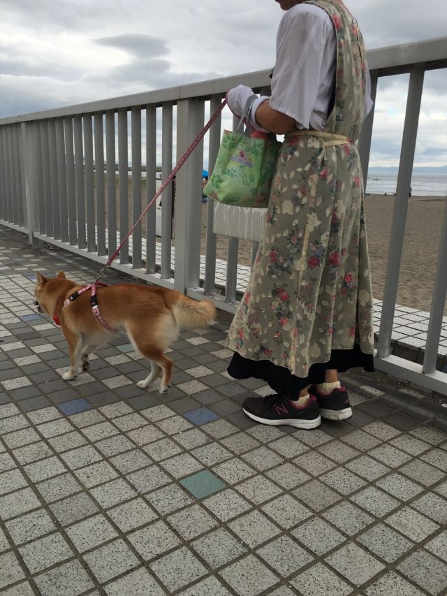 三浦市三浦海岸海水浴场游玩攻略简介 三浦市三浦海岸海水浴场门票 地址 图片 开放时间 照片 门票价格 携程攻略