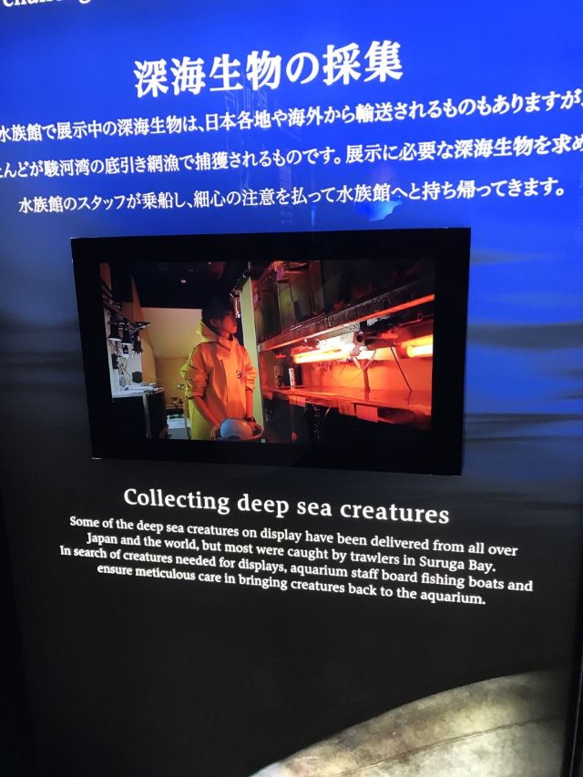 沼津市骏河湾深海生物馆攻略 沼津市骏河湾深海生物馆门票 游玩攻略 地址 图片 门票价格 携程攻略 沼津市骏河湾深海生物馆攻略 沼津市骏河湾深海生物馆门票 游玩攻略 地址 图片 门票价格 携程攻略