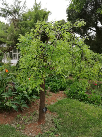                  长满叶子的倒槐