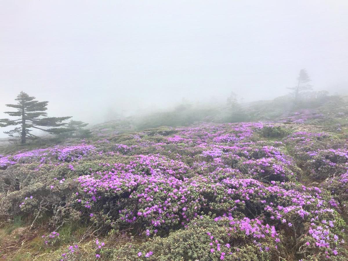 轿子雪山赏花