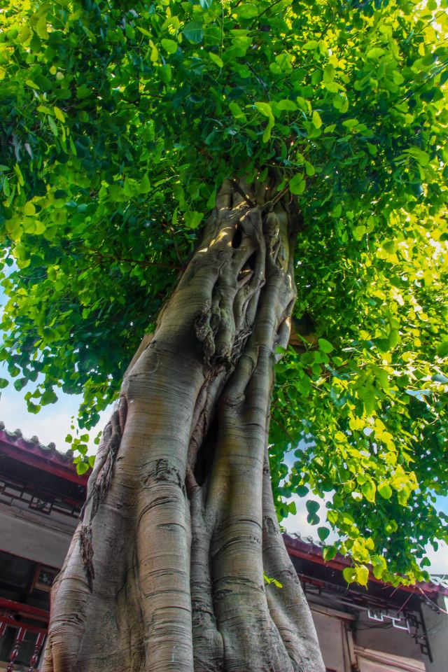 沙加 菩提树下图片