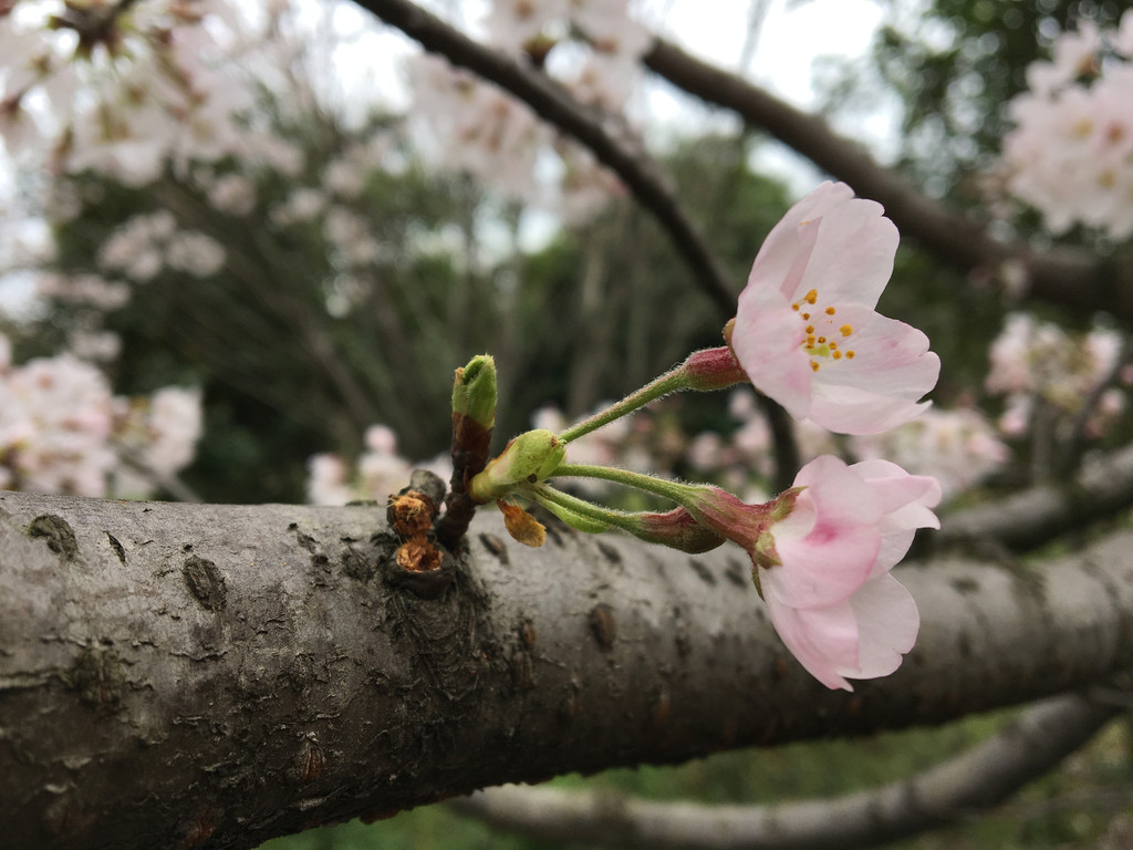 清鎮紅楓湖萬畝櫻花——每一瓣都值得等待