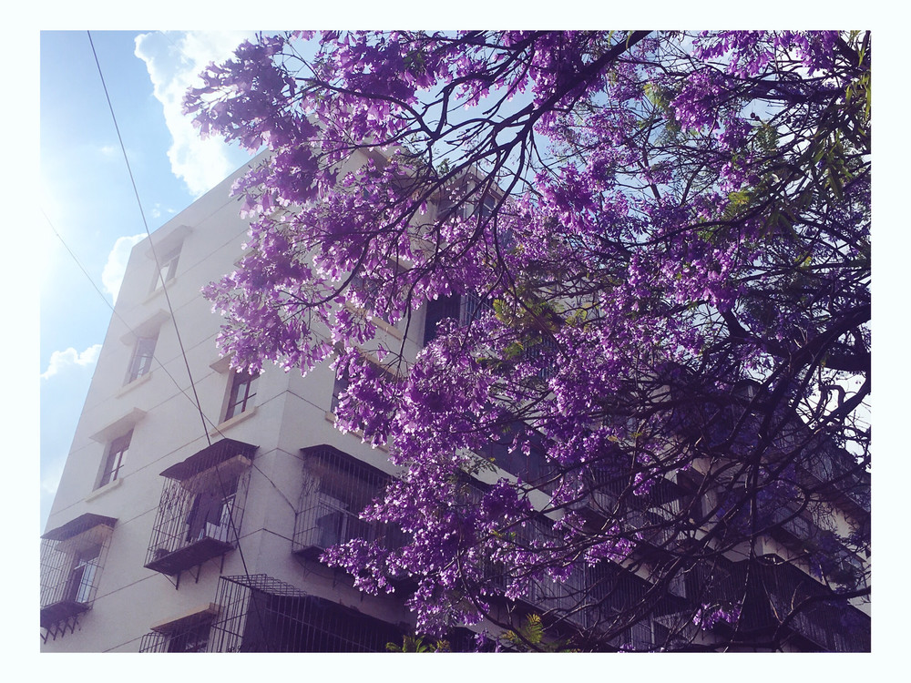 老昆明教你1天如何 花天酒地 玩昆明 1 花楹篇 昆明游记攻略 携程攻略