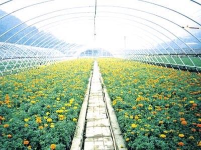 农业产业化花卉基地