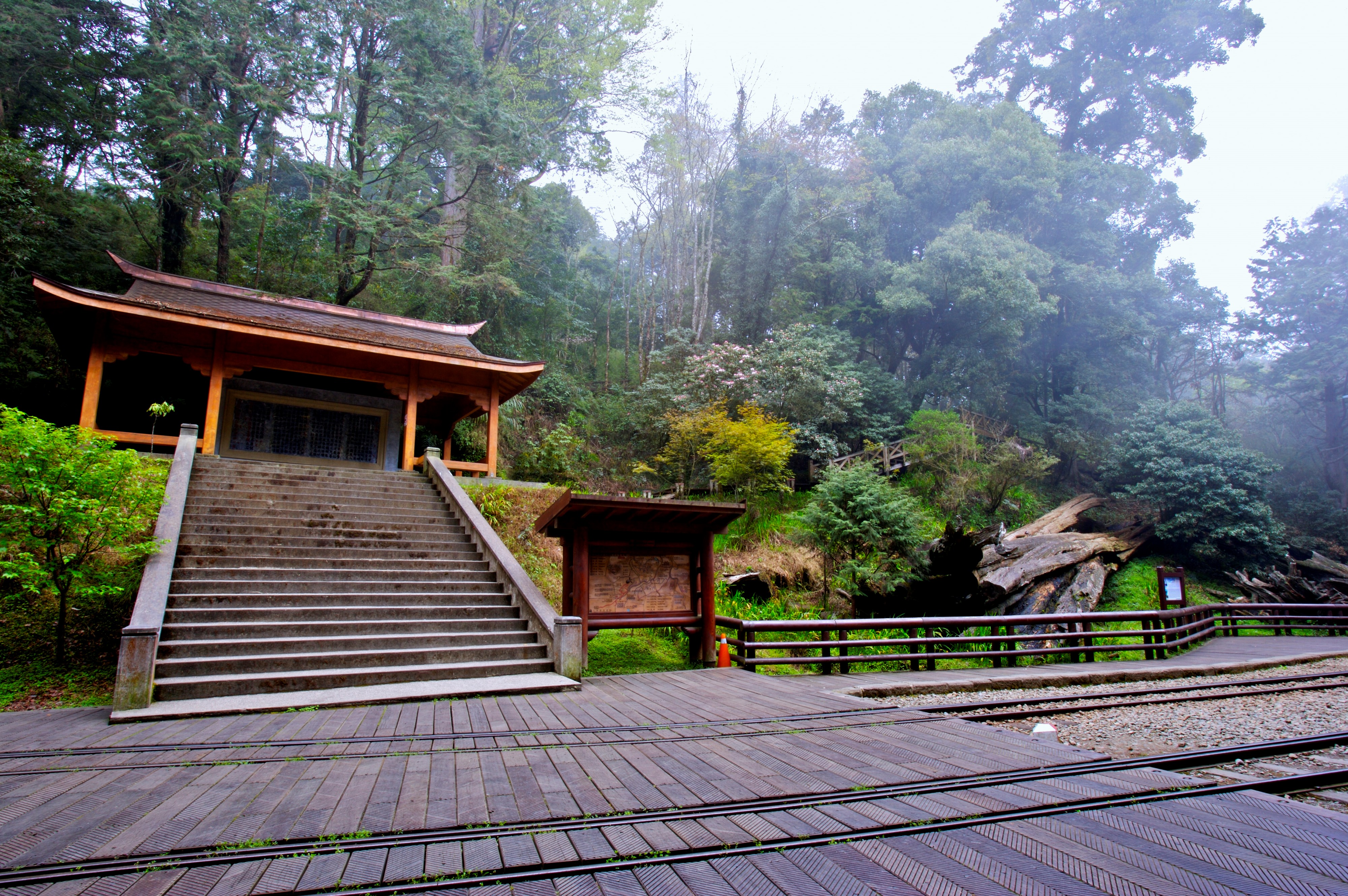 阿里山神木区