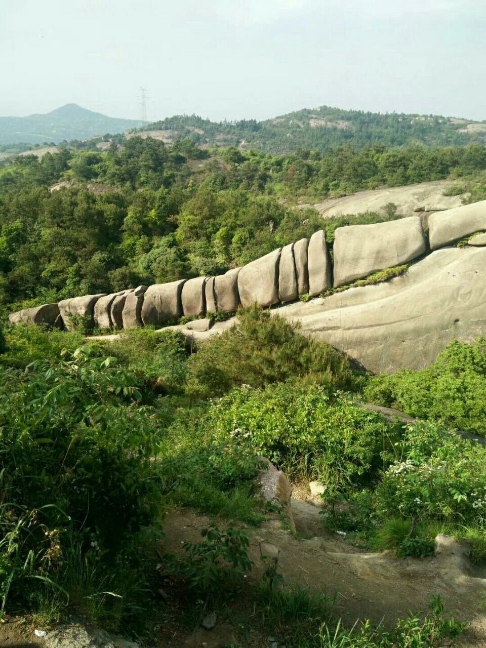 茶山龙脊杨梅园