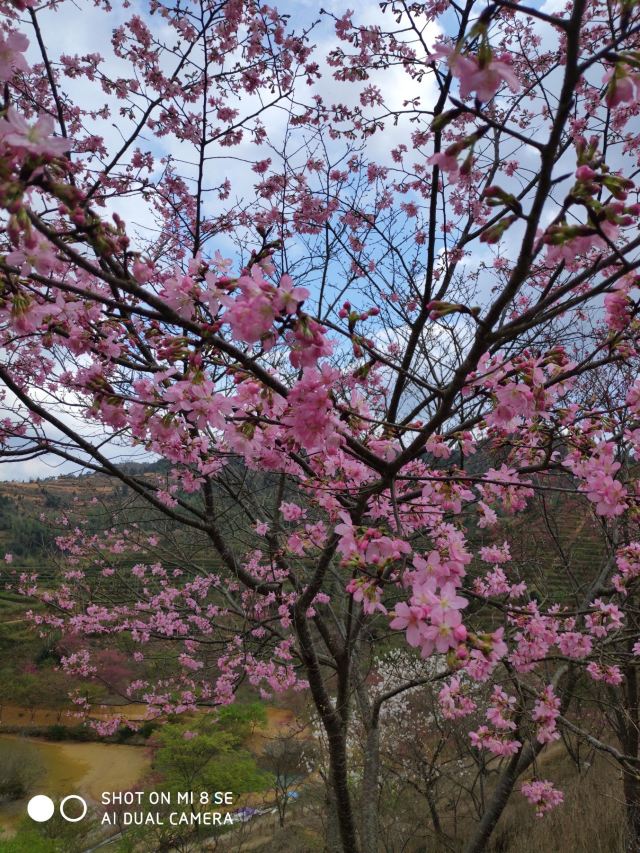 韶關新豐櫻花峪攻略,韶關新豐櫻花峪門票/遊玩攻略/地址/圖片/門票