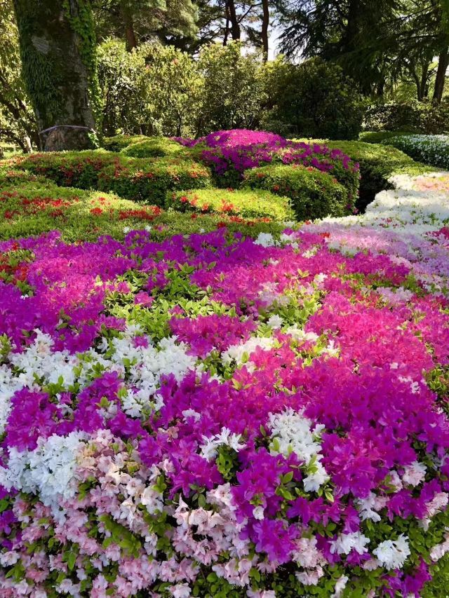 调布市神代植物公园攻略 调布市神代植物公园门票 游玩攻略 地址 图片 门票价格 携程攻略