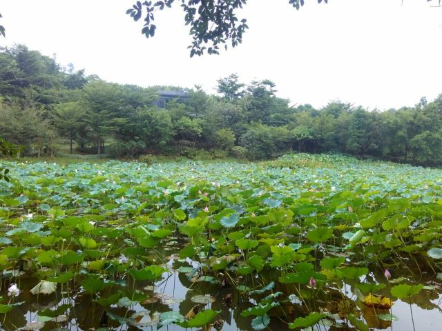 松湖蝶恋生态园
