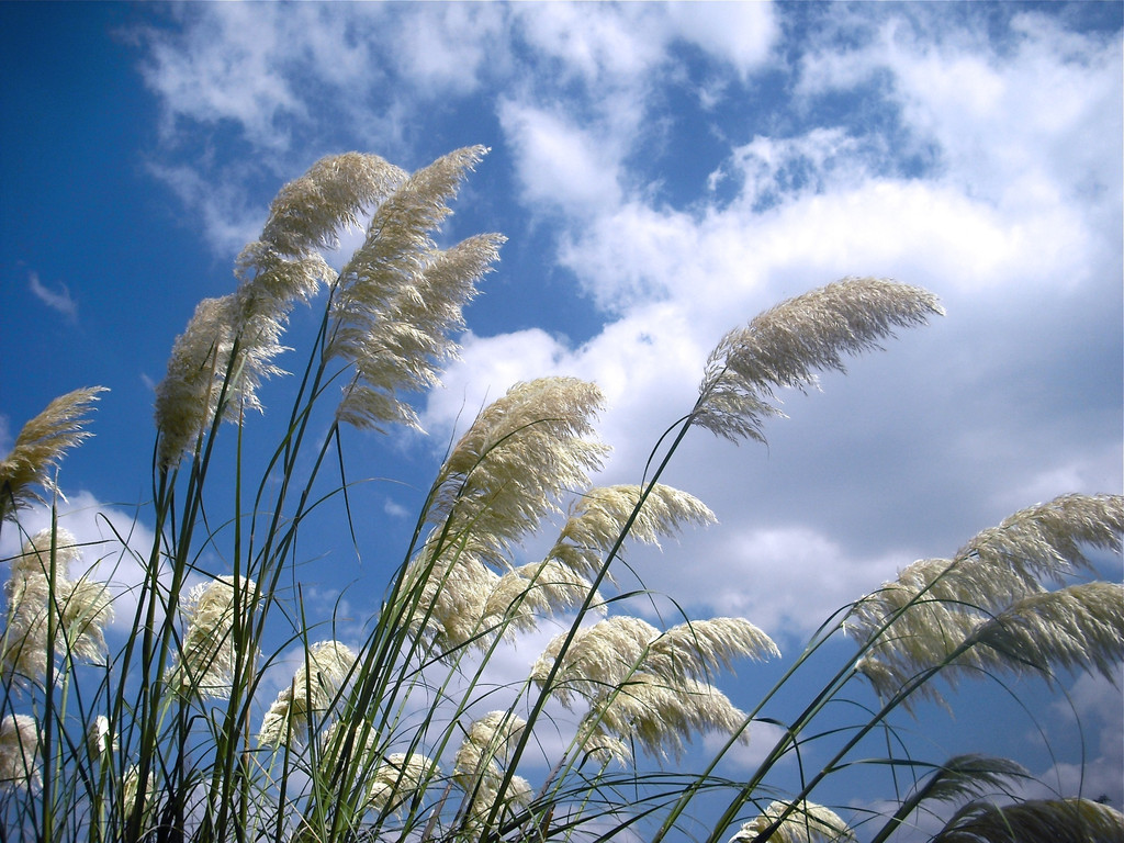 荻花芦苇,芦苇荻花,荻花和芦苇花的区别(第2页)_大山谷图库