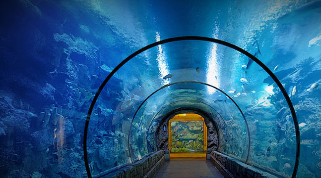 Shark Reef Aquarium at Mandalay Bay