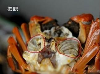 为什么会有白色的螃蟹 100l080000003atu01BD9_R_1024_10000_Q90.jpg