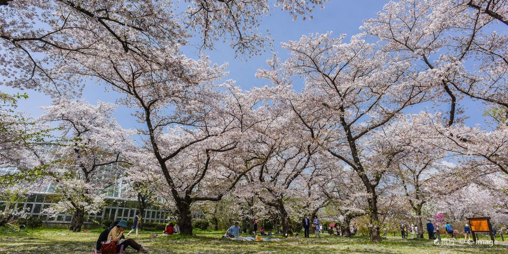 京都京都府立植物園 京都京都府立植物園旅遊攻略簡介當地玩樂門票酒店一覽 永安旅遊